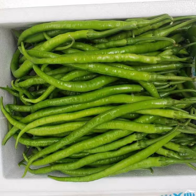 湖北精品线椒大量上市品质保证量大从优一手货源