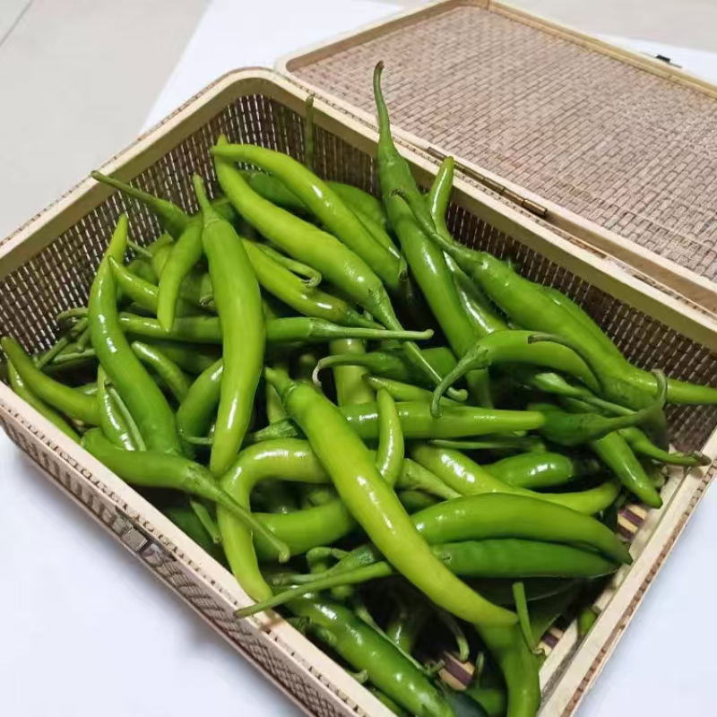 湖北精品杭椒大量上市品质保证量大从优一手货源