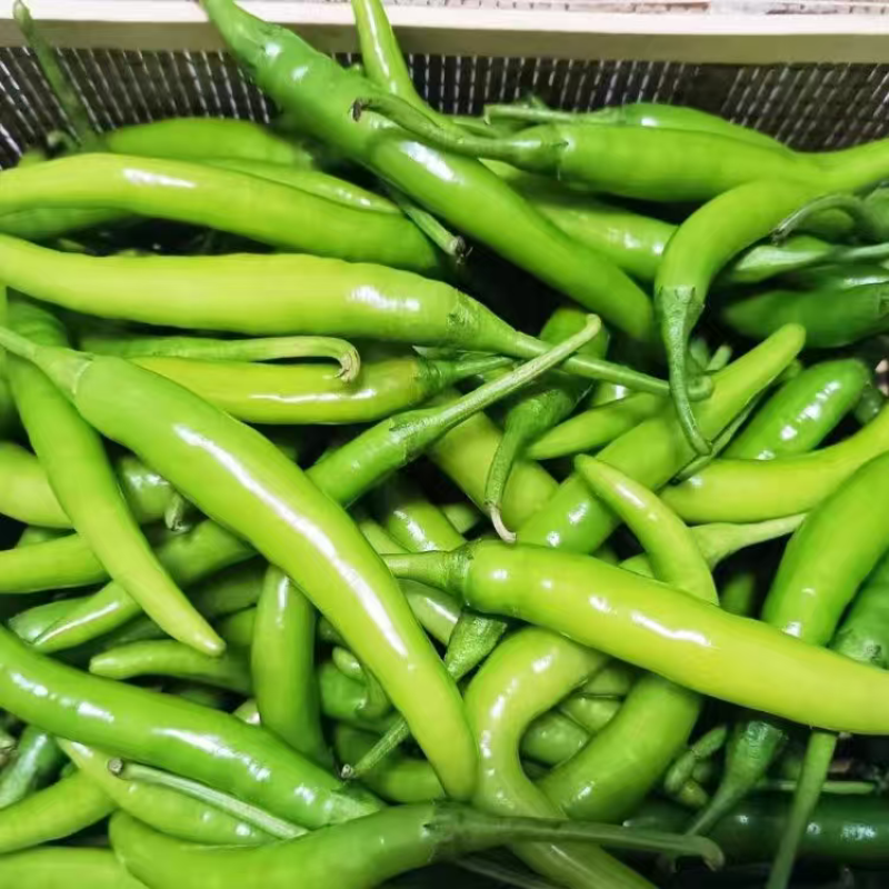湖北精品杭椒大量上市品质保证量大从优一手货源
