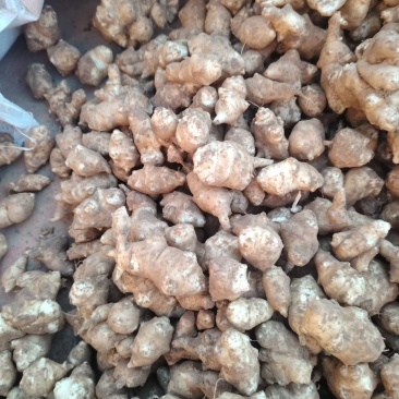 鬼子姜，地姜，菊芋，大量上市中有需要老板联系我