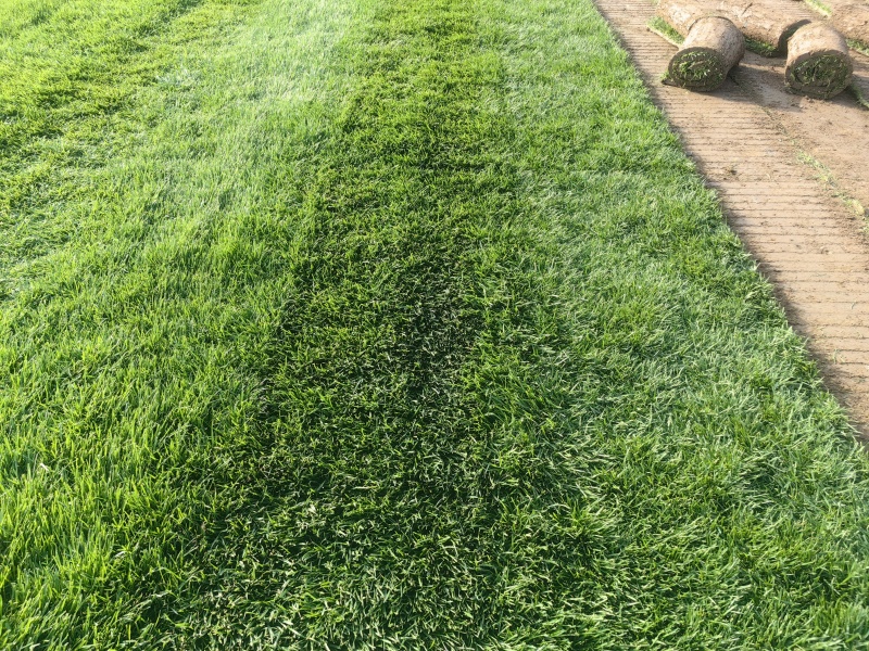 河南省新乡市草坪草皮早熟禾大量供应欢迎随时电话洽谈