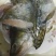 黄山臭鳜鱼头鱼尾非遗制作低盐腌制价廉物美