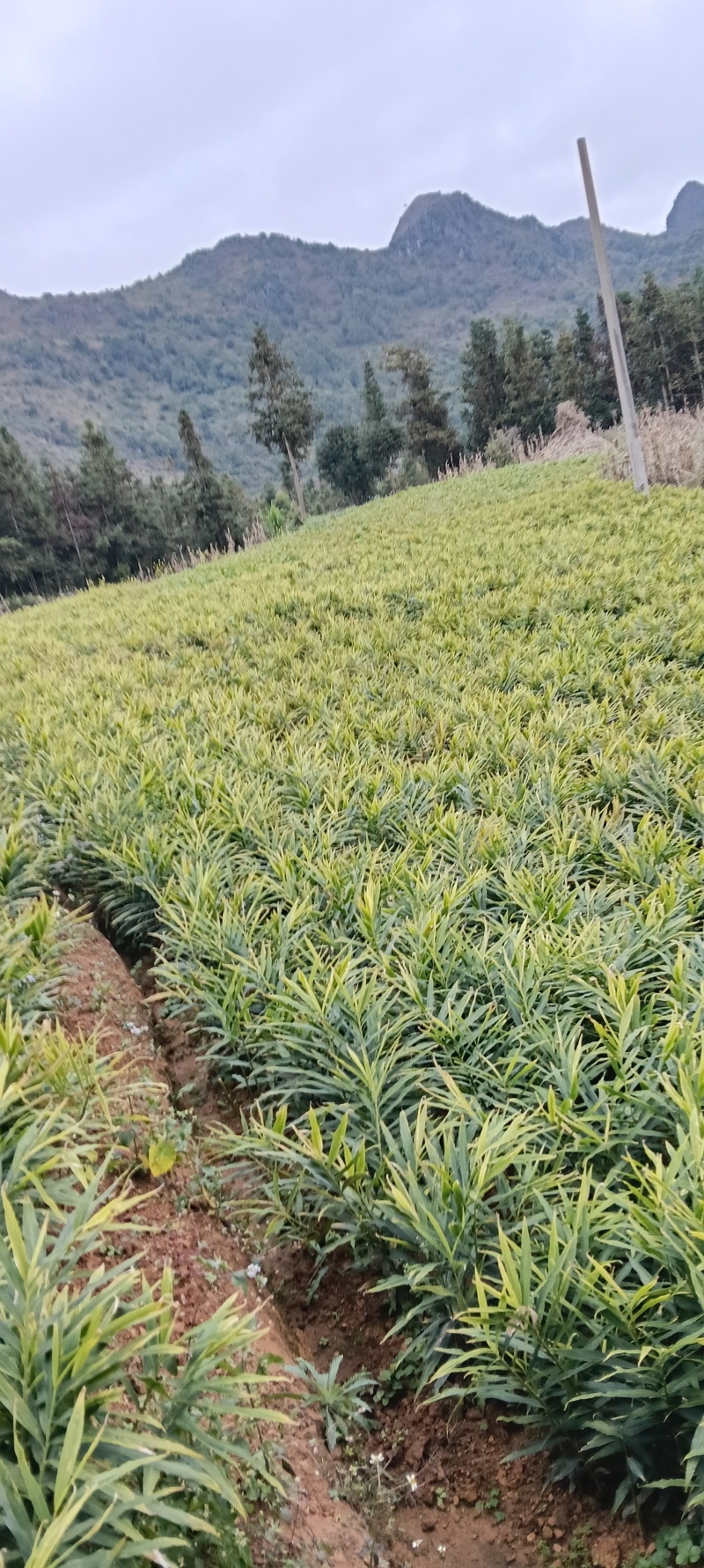 湖南二号小黄姜生姜