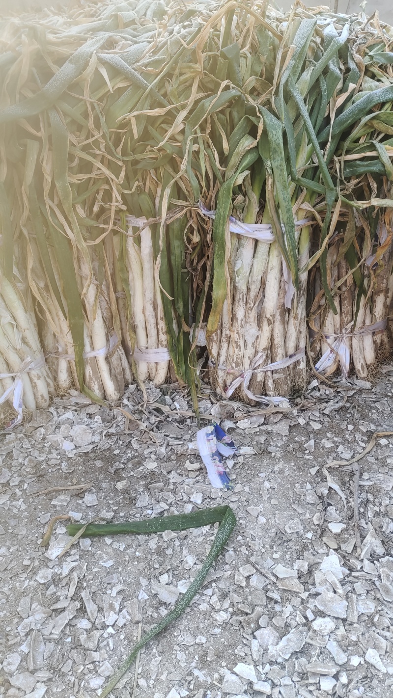 出售长白大萧，，口感好脆甜，微辣是炒菜凉拌菜，生吃的首先