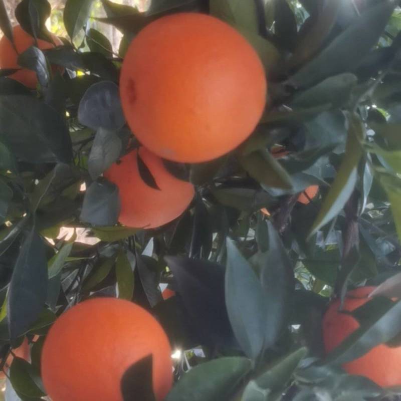 奉节脐橙