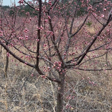 珍珠油杏树