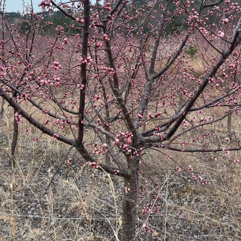珍珠油杏树
