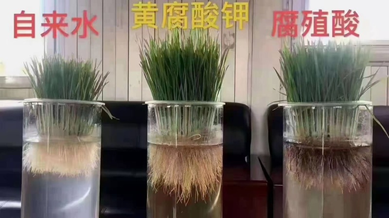 纯矿源黄腐酸钾抗重茬增产量每袋25kg厂家直发