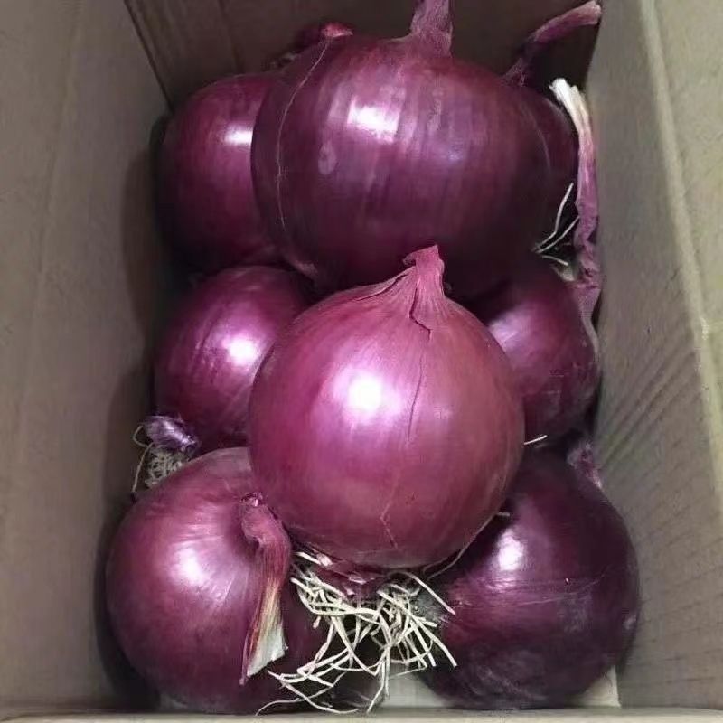 新鲜洋葱现挖洋葱5斤圆葱头批发