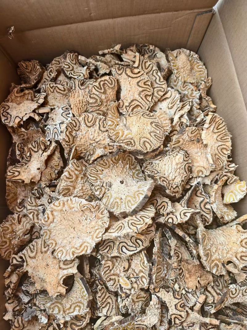 龙骨风