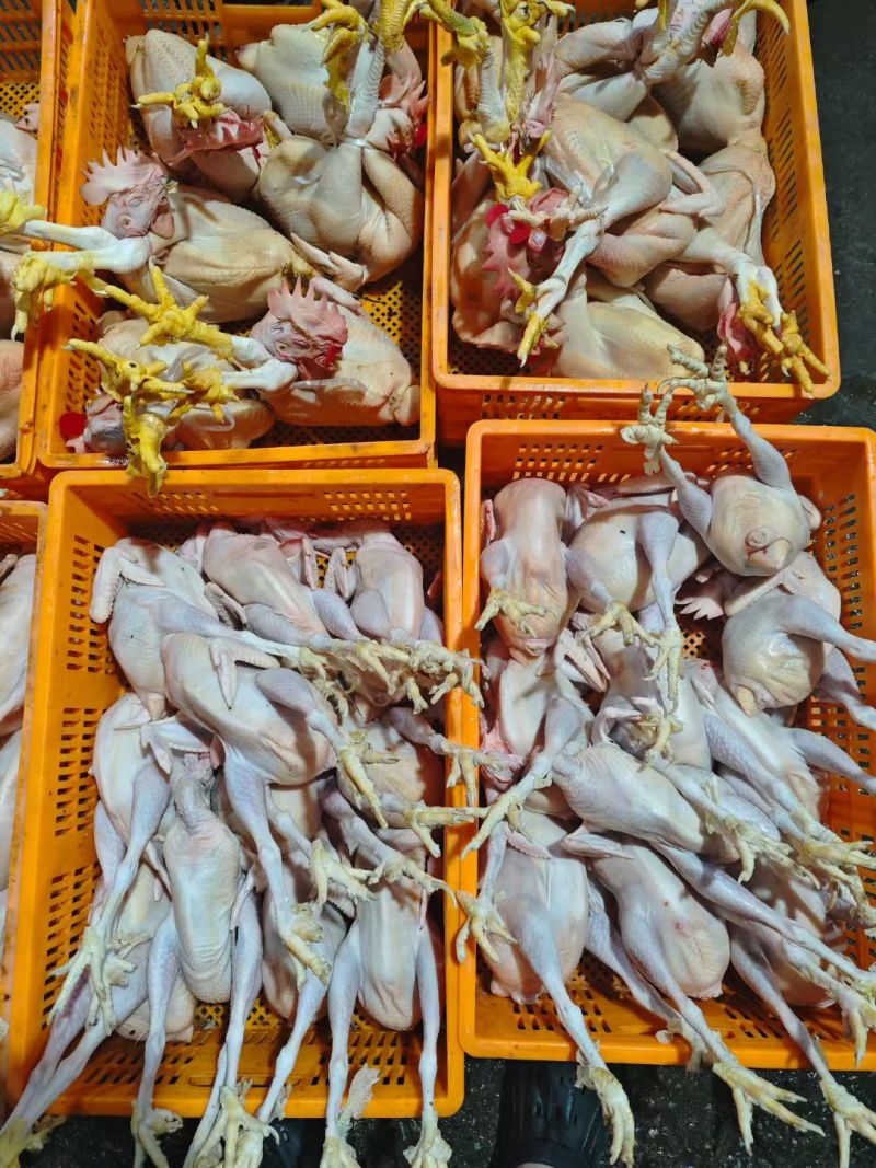 主营：肉鸭、掉白、土鸭、蛋鸭、花边、木鸭等鸡鸭鹅兔产品。