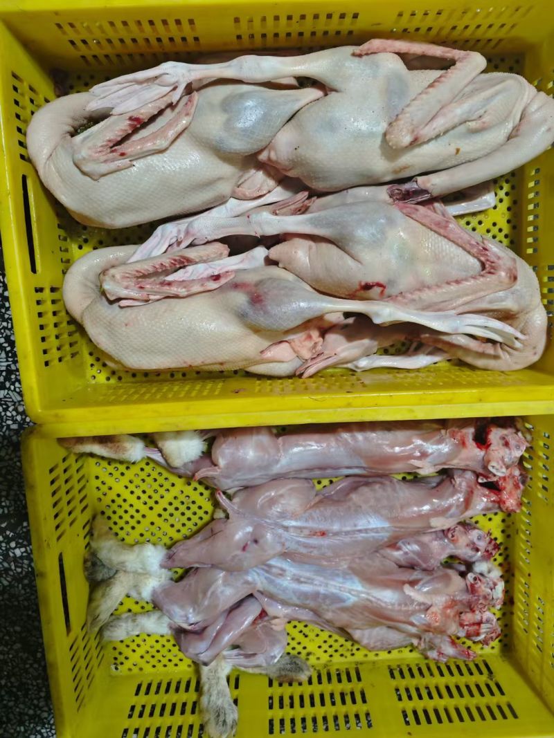 主营：肉鸭、掉白、土鸭、蛋鸭、花边、木鸭等鸡鸭鹅兔产品。
