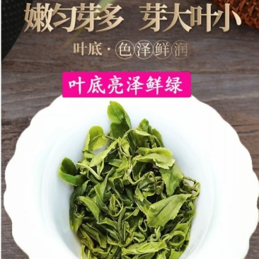 绿茶2025新茶明前春茶贵州高山茶云雾茶浓香耐泡