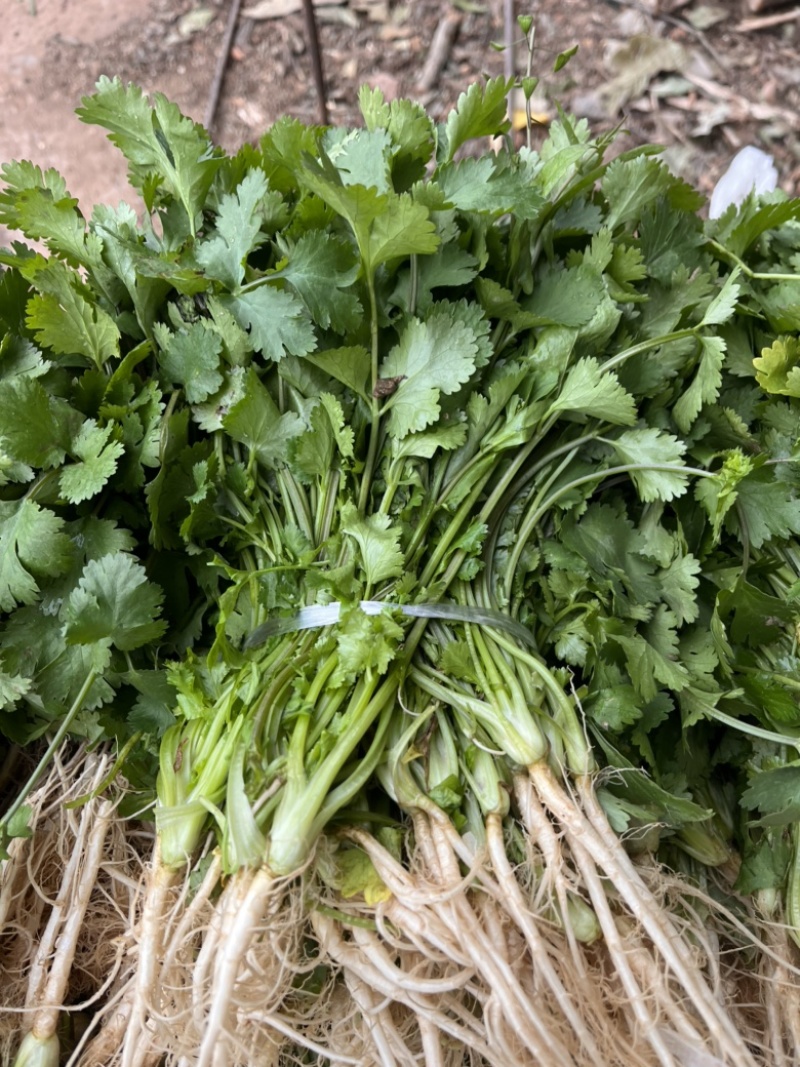 湖北精品小叶香菜大量上市品质保证量大从优一手货源