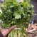 湖北精品小叶香菜大量上市品质保证量大从优一手货源