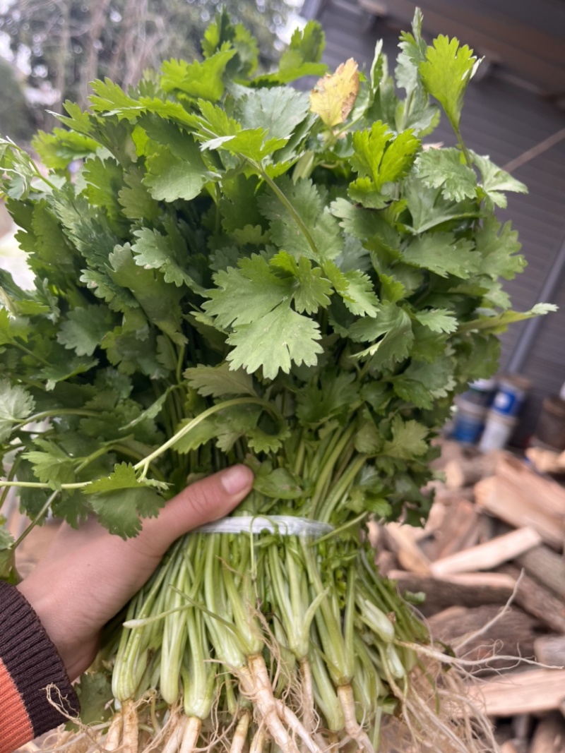 湖北精品小叶香菜大量上市品质保证量大从优一手货源
