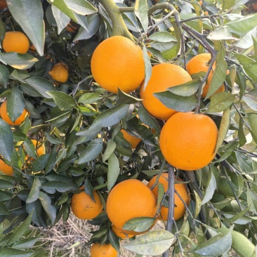 蜜香橙口感甘甜纯甜无酸香味浓郁扑鼻对接商超电商基地直供