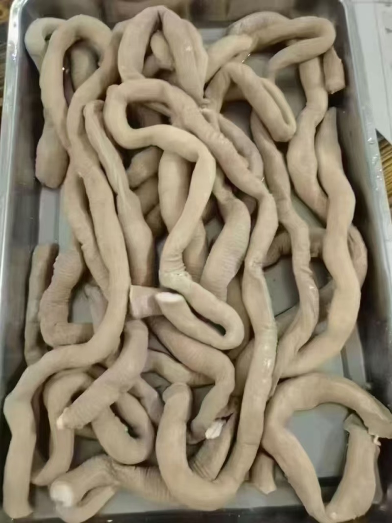 牛圆肠