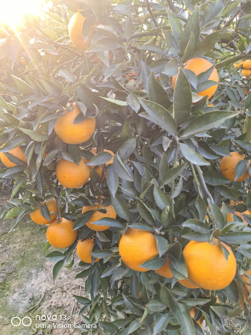 蜜香橙口感甘甜纯甜无酸香味浓郁扑鼻对接商超电商基地直供