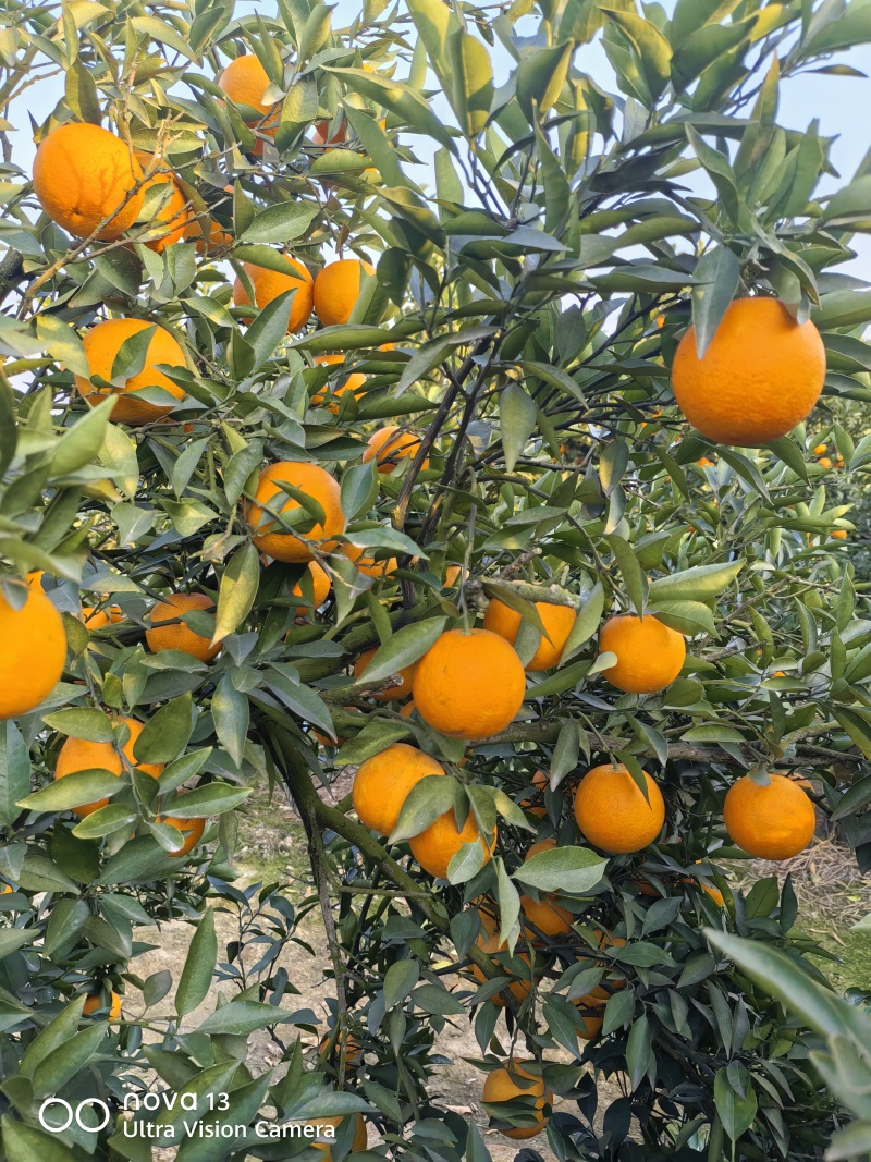 蜜香橙口感甘甜纯甜无酸香味浓郁扑鼻对接商超电商基地直供