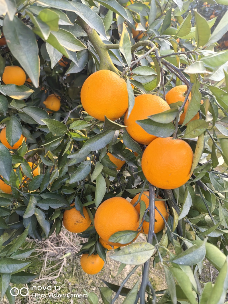 蜜香橙口感甘甜纯甜无酸香味浓郁扑鼻对接商超电商基地直供