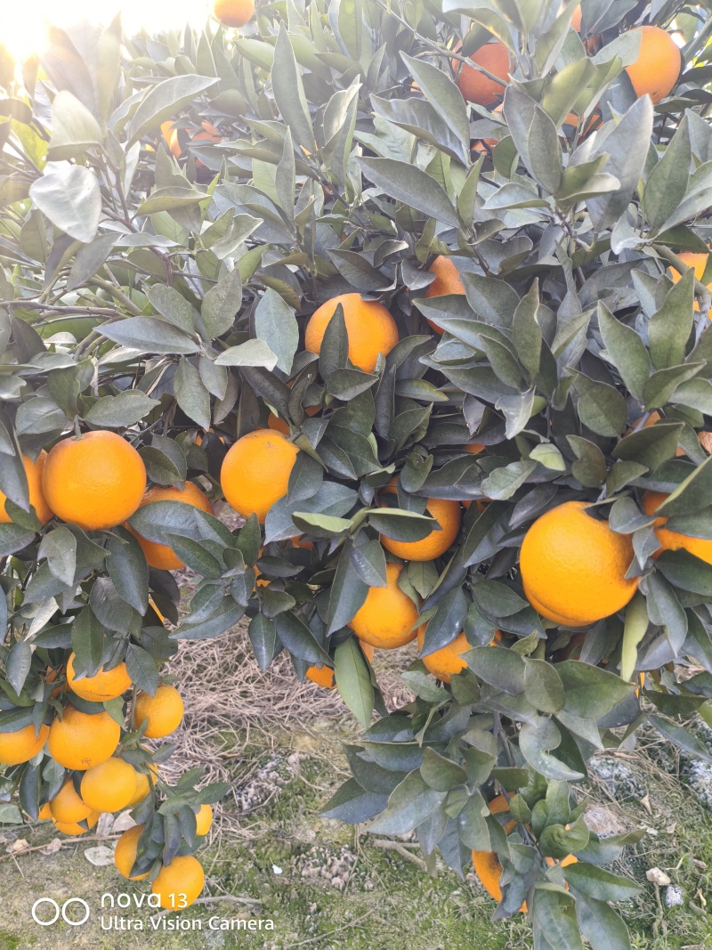 蜜香橙口感甘甜纯甜无酸香味浓郁扑鼻对接商超电商基地直供
