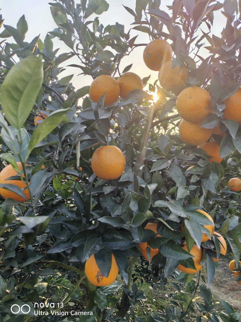 蜜香橙口感甘甜纯甜无酸香味浓郁扑鼻对接商超电商基地直供