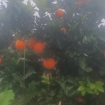 纽荷尔脐橙