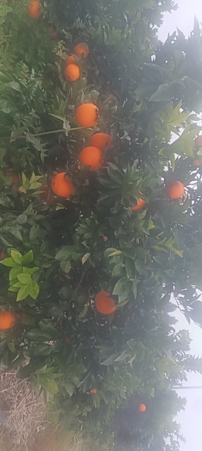纽荷尔脐橙