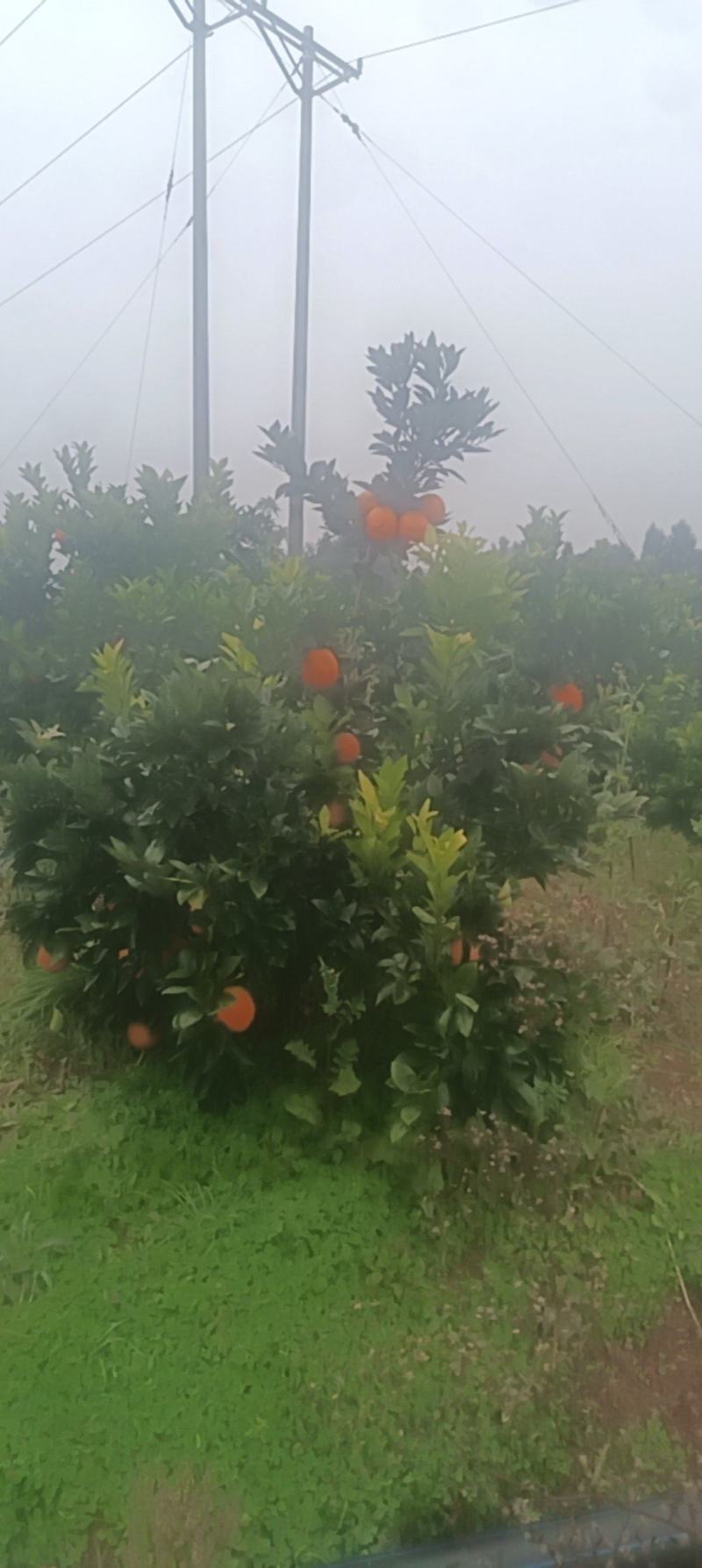 纽荷尔脐橙