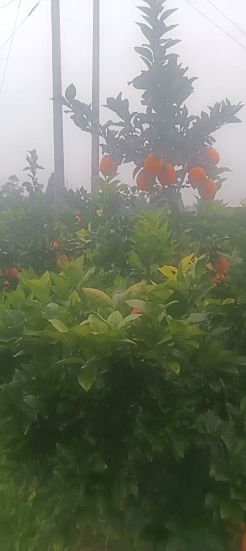 纽荷尔脐橙