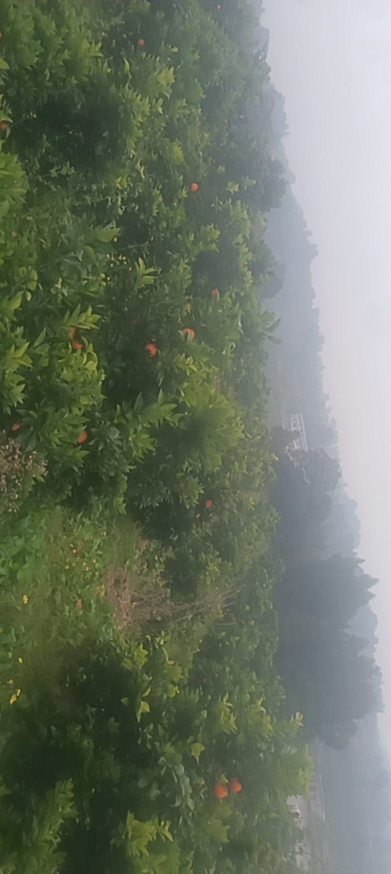 纽荷尔脐橙