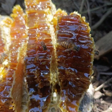 喜欢喝蜂蜜的我这里有纯野生的百花蜜