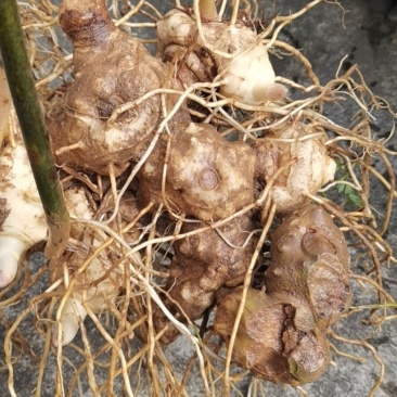 老虎姜，学名黄精