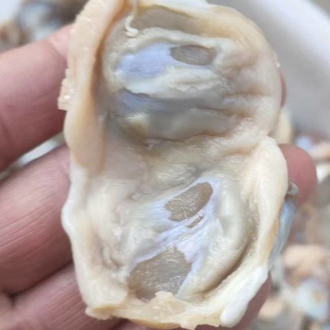 次一级麻鸭胗2吨