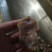 次一级麻鸭胗2吨