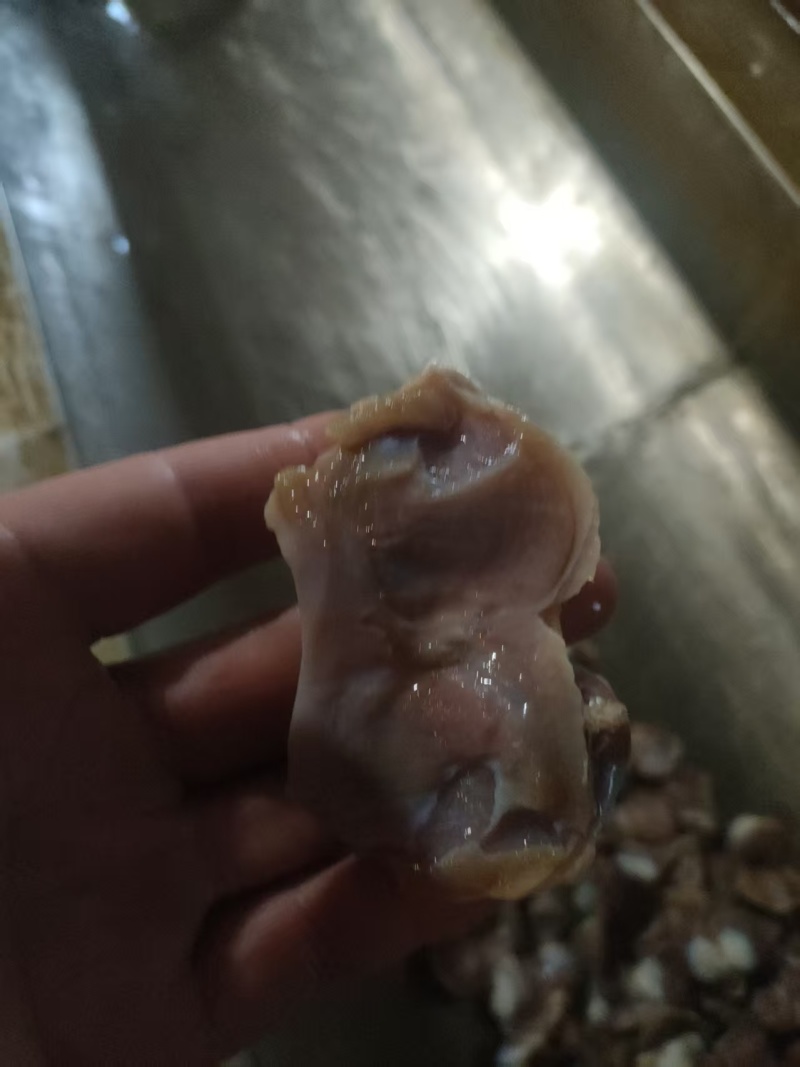 次一级麻鸭胗2吨