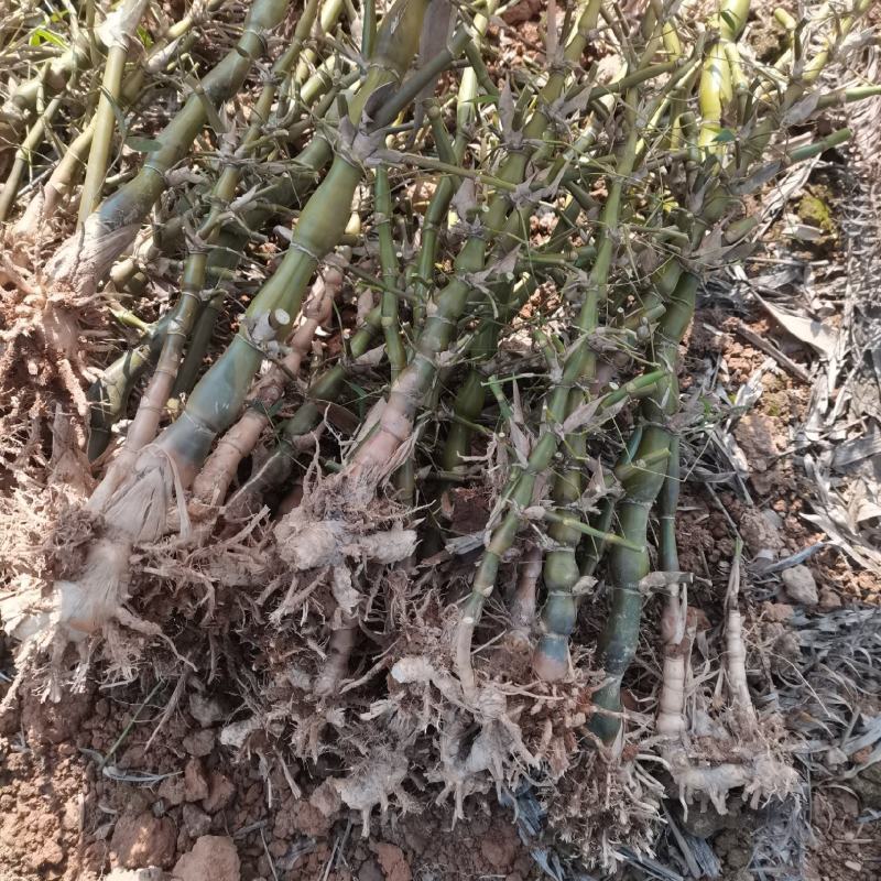 金丝佛肚竹