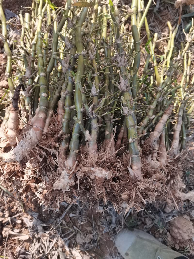 金丝佛肚竹