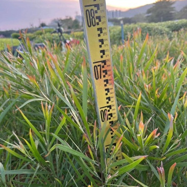 黑木相思相思树苗自家基地量大价格优惠