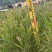 黑木相思相思树苗自家基地量大价格优惠