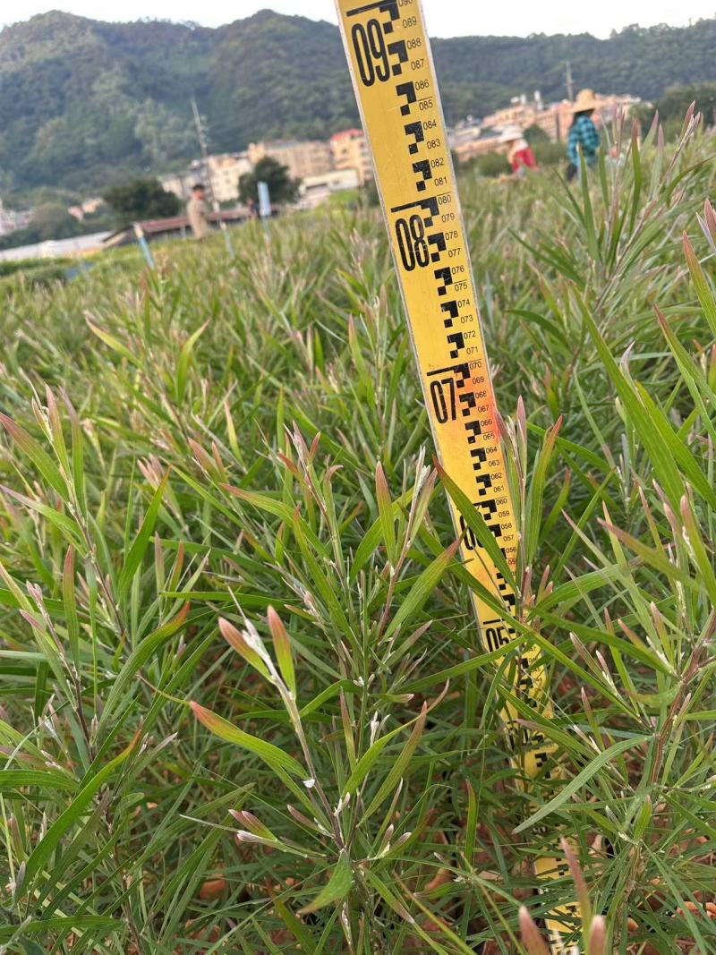 黑木相思相思树苗自家基地量大价格优惠