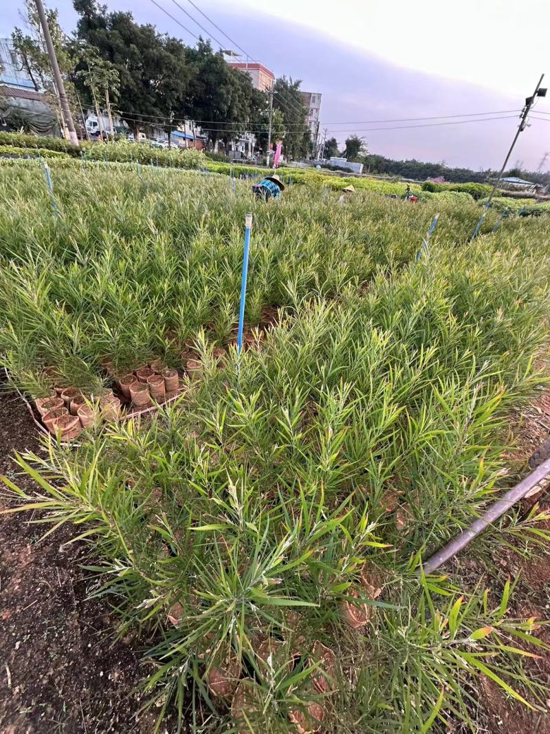 黑木相思相思树苗自家基地量大价格优惠