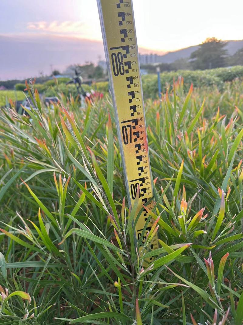 黑木相思相思树苗自家基地量大价格优惠