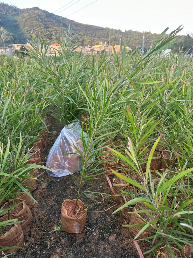 黑木相思相思树苗自家基地量大价格优惠