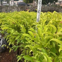 红花天料木母生自家基地量大价格实惠