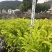 红花天料木母生自家基地量大价格实惠
