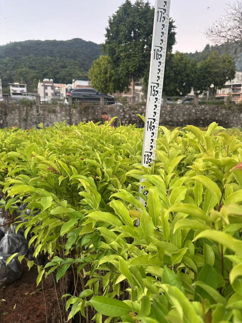 红花天料木母生自家基地量大价格实惠