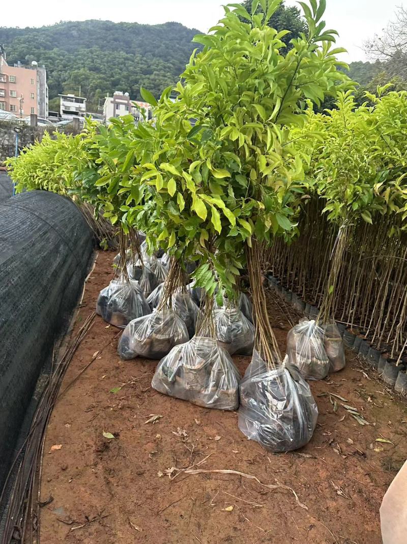 红花天料木母生自家基地量大价格实惠