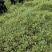 散养黑山羊
